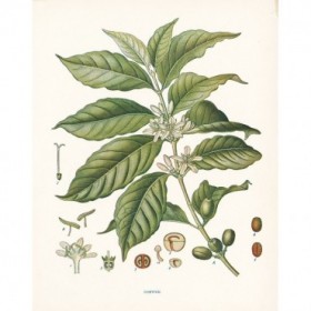 Coffee Botanical