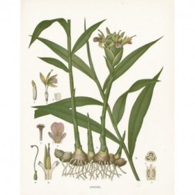 Ginger Botanical - Cuadrostock