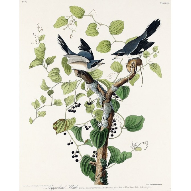 Loggerhead Shrike - Cuadrostock