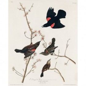 Red winged Starling, or Marsh Blackbird