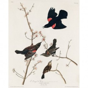 Red winged Starling, or Marsh Blackbird - Cuadrostock