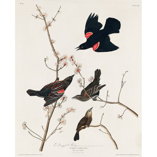 Red winged Starling, or Marsh Blackbird - Cuadrostock