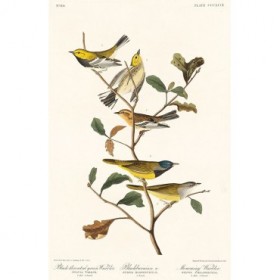 Black-throated green Warbler, Blackburnian and Mourning Warbler  - Cuadrostock