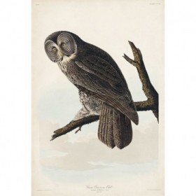 Great Cinereous Owl - Cuadrostock