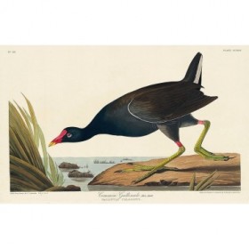 Common Gallinule - Cuadrostock