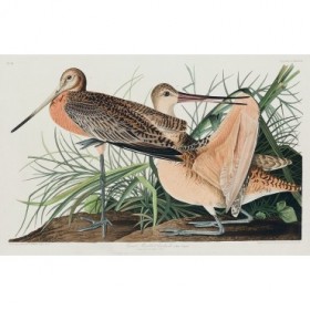 Great Marbled Godwit - Cuadrostock