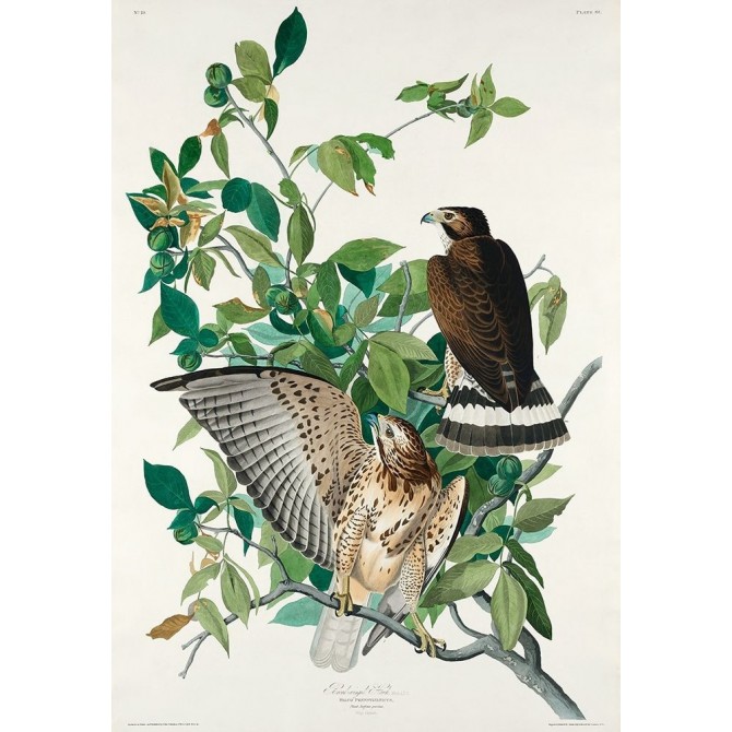 Broad-winged Hawk - Cuadrostock