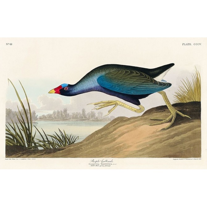Purple Gallinule - Cuadrostock