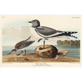 Fork-tailed Gull - Cuadrostock