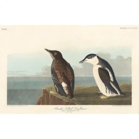 Slender-billed Guillemot - Cuadrostock