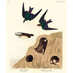 Bank Swallow and Violet-green Swallow - Cuadrostock