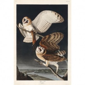 Barn Owl  - Cuadrostock