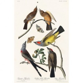 Arkansaw Flycatcher, Swallow-Tailed Flycatcher and Says Flycatcher - Cuadrostock