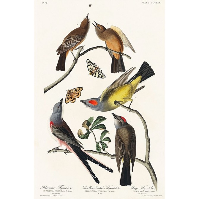 Arkansaw Flycatcher, Swallow-Tailed Flycatcher and Says Flycatcher