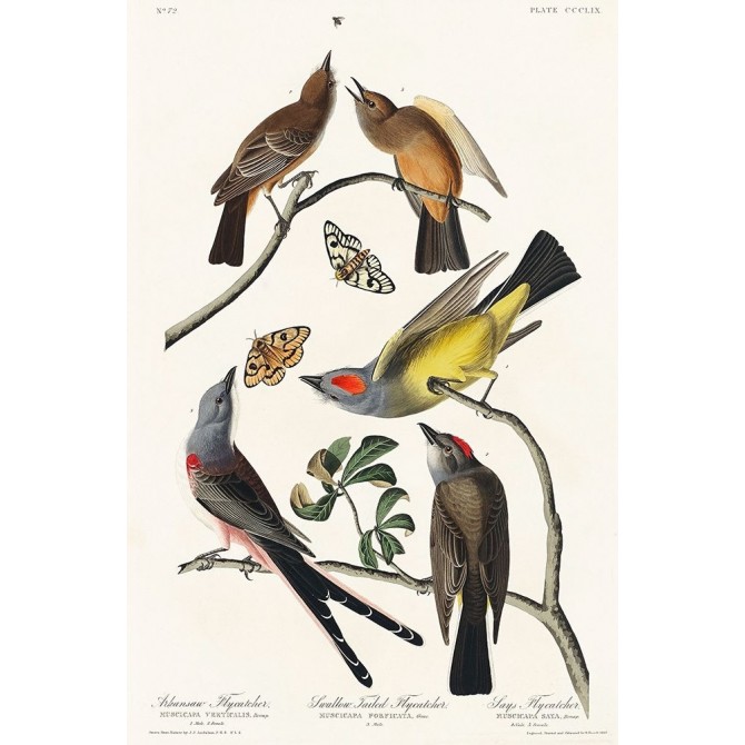 Arkansaw Flycatcher, Swallow-Tailed Flycatcher and Says Flycatcher - Cuadrostock