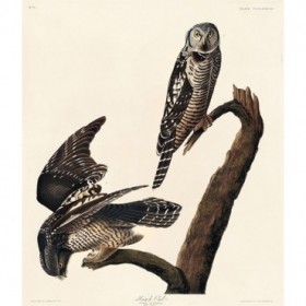 Hawk Owl - Cuadrostock