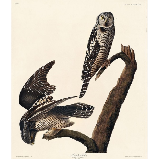 Hawk Owl - Cuadrostock