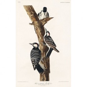 Red-Cockaded Woodpecker - Cuadrostock