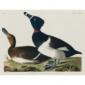 Ring-necked Duck - Cuadrostock