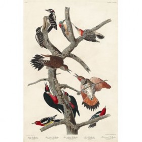 Hairy Woodpecker, Red-bellied Woodpecker, Red-shafted Woodpecker, Lewis Woodpecker and Red-breasted  - Cuadrostock