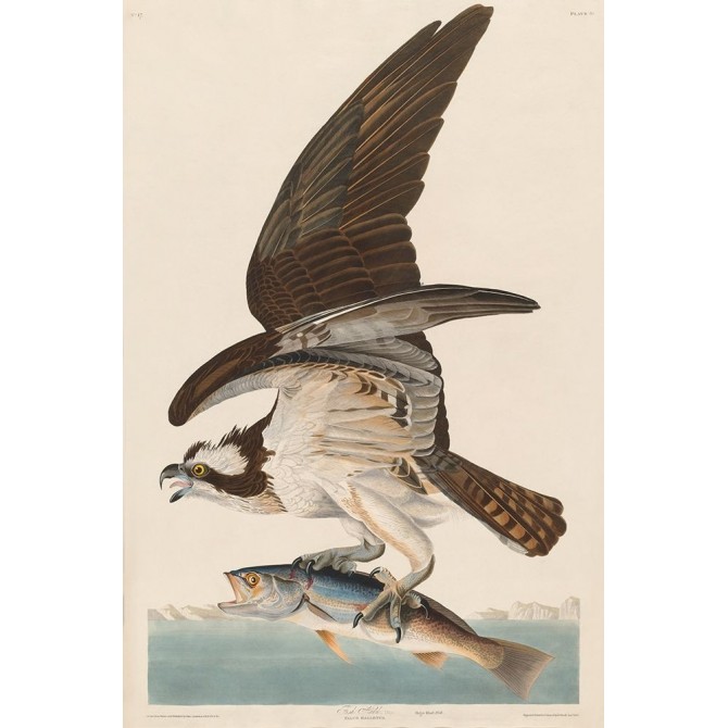 Fish Hawk, or Osprey - Cuadrostock