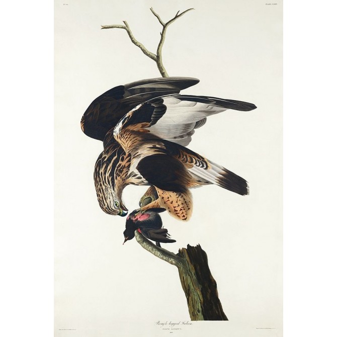 Rough-legged Falcon - Cuadrostock