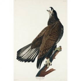 White-headed Eagle - Cuadrostock