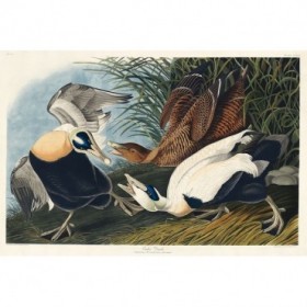 Eider Duck - Cuadrostock