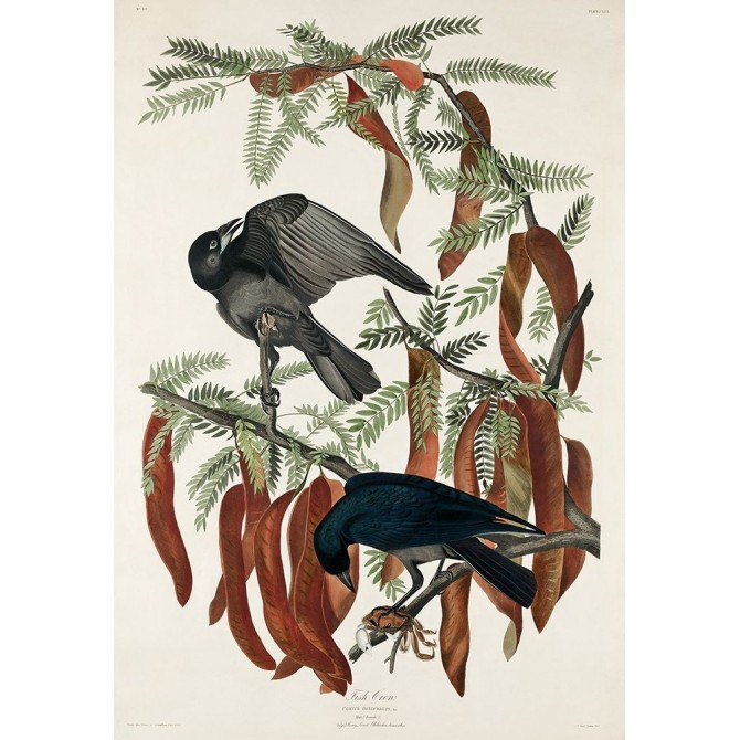 Fish Crow - Cuadrostock