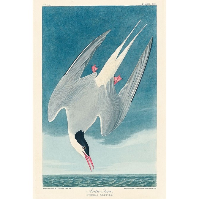 Arctic Tern  - Cuadrostock