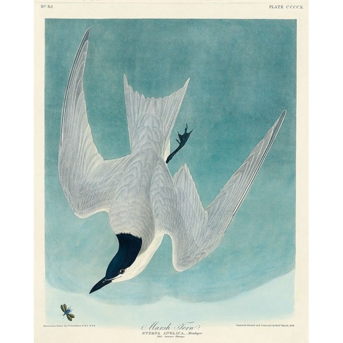Marsh Tern - Cuadrostock