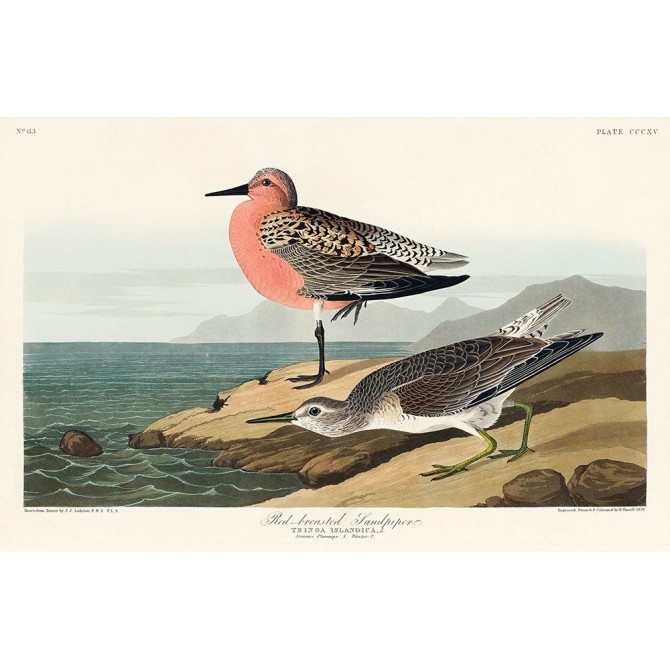 Red-breasted Sandpiper - Cuadrostock