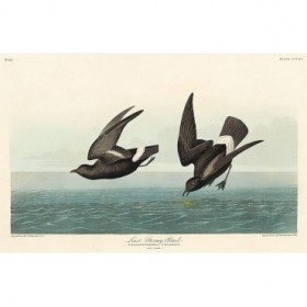 Least Stormy-Petrel - Cuadrostock