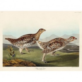 Sharp-tailed Grouse - Cuadrostock