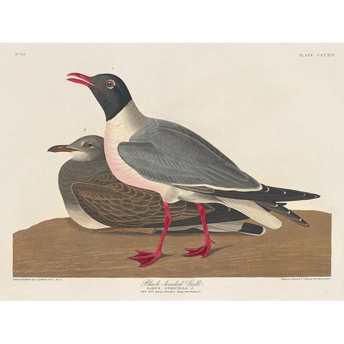 Black-headed Gull - Cuadrostock