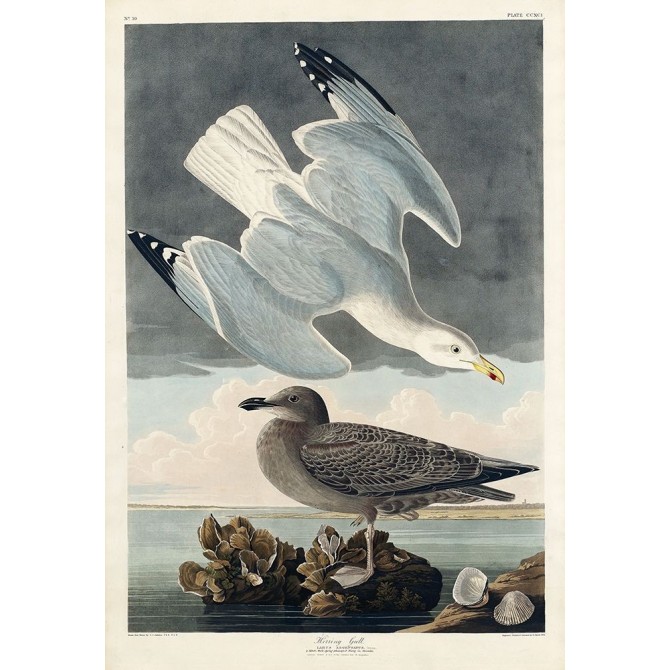 Herring Gull - Cuadrostock