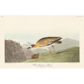 Rocky Mountain Plover - Cuadrostock