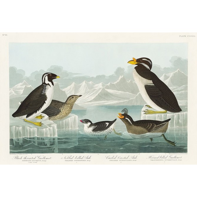 Black-throated Guillemot, Nobbed-billed Auk, Curled-crested Auk and Horned-billed Guillemot - Cuadrostock