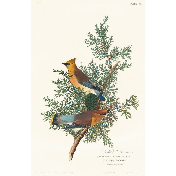 Cedar Bird - Cuadrostock