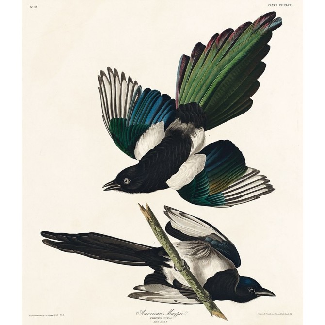 American Magpie - Cuadrostock