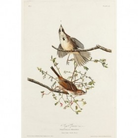 Song Sparrow - Cuadrostock