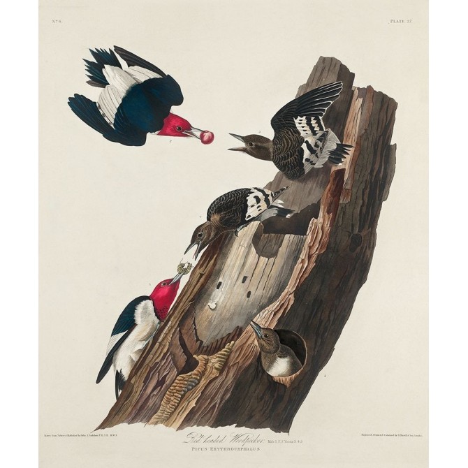 Red-headed Woodpecker - Cuadrostock