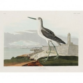 Greenshank - Cuadrostock