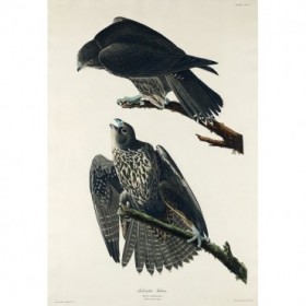 Labrador Falcon - Cuadrostock