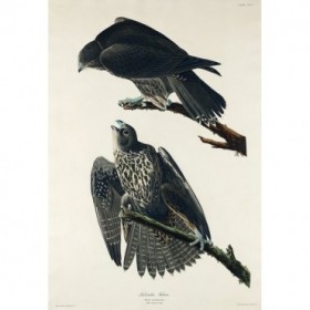 Labrador Falcon