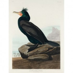 Double-crested Cormorant - Cuadrostock