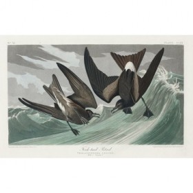 Fork-tailed Petrel - Cuadrostock