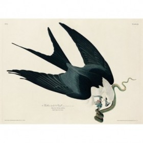 Swallow-tailed Hawk - Cuadrostock