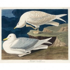 White-winged silvery Gull - Cuadrostock