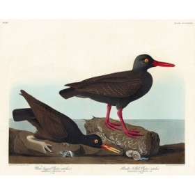 White-legged Oyster-catcher, or Slender-billed Oyster-catcher - Cuadrostock